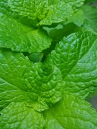 mint